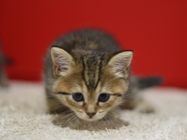 スコティッシュフォールドの子猫画像