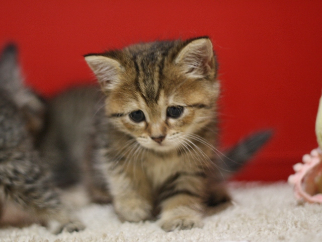 スコティッシュフォールドの子猫画像