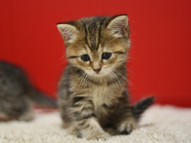 スコティッシュフォールドの子猫画像
