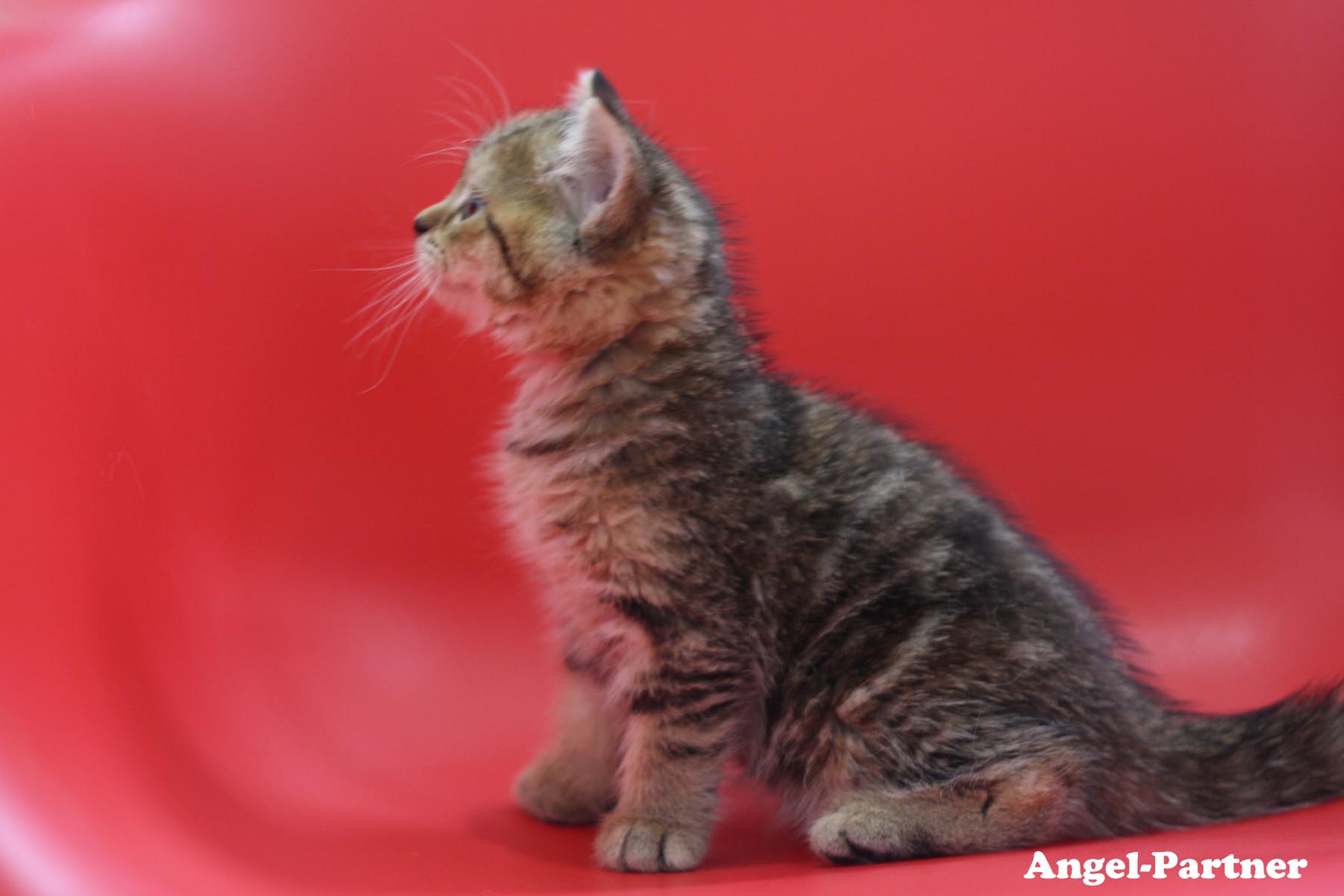 スコティッシュフォールドの子猫画像