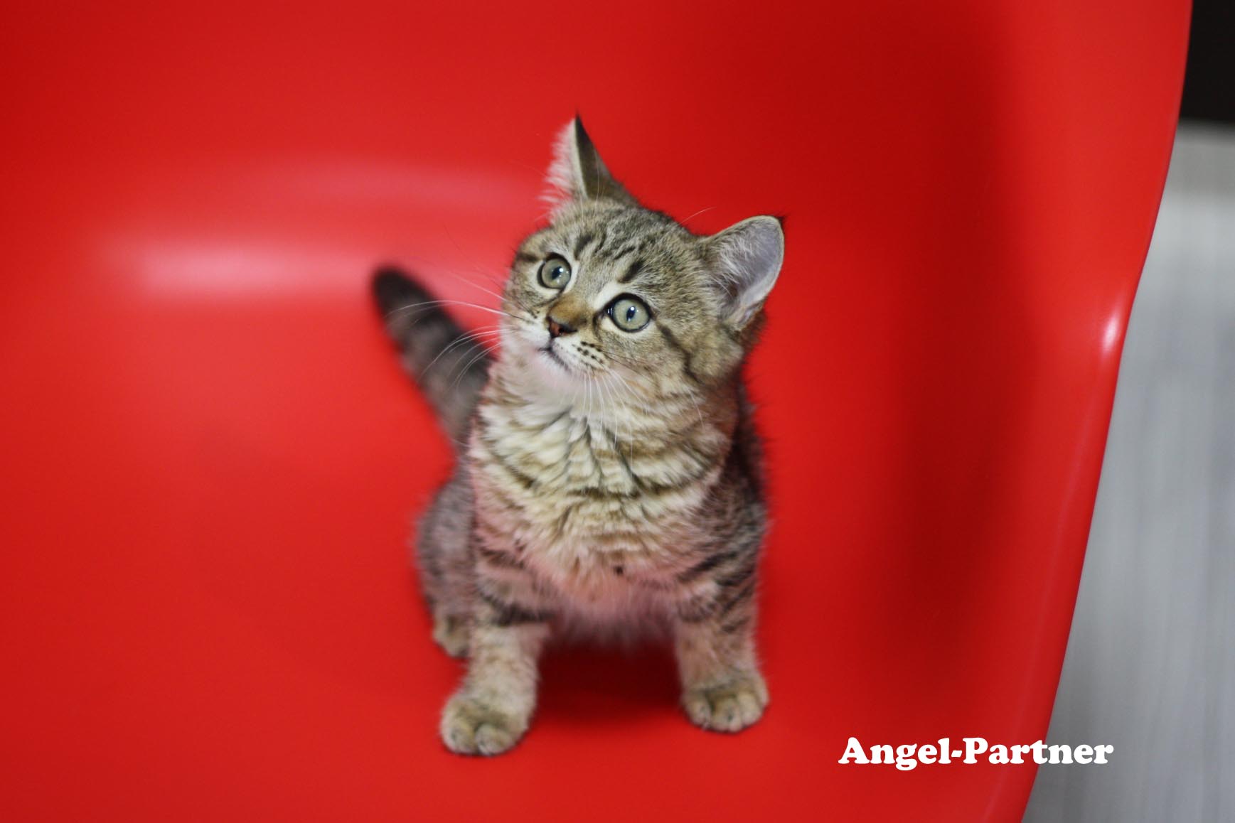 スコティッシュフォールドの子猫画像
