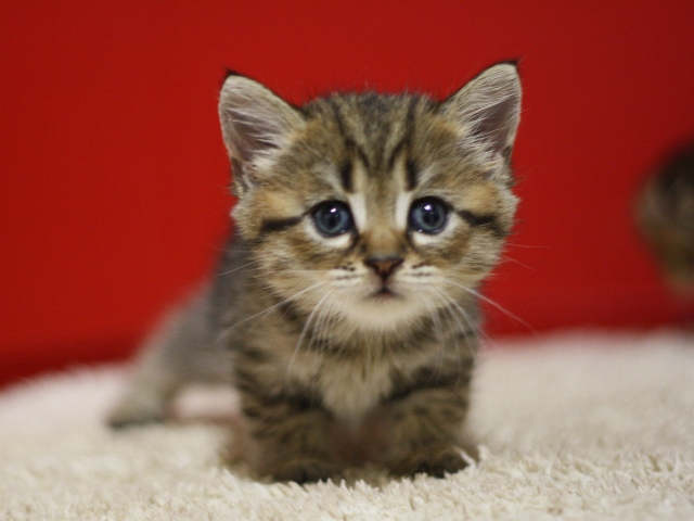 スコティッシュフォールドの子猫画像