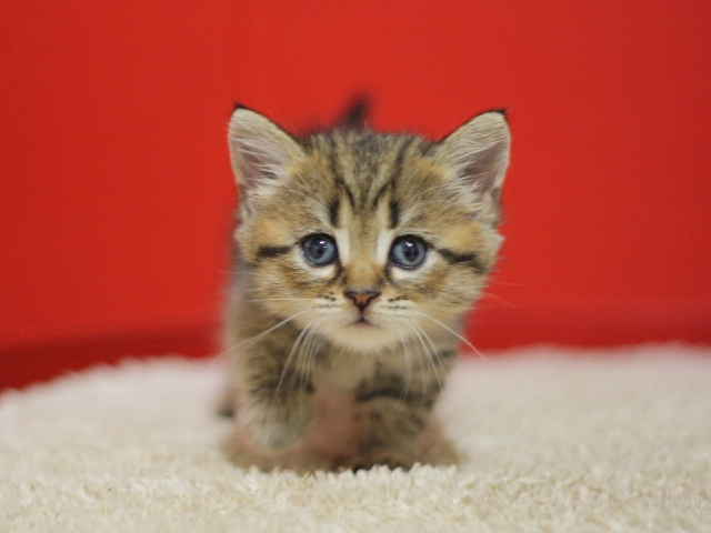スコティッシュフォールドの子猫画像