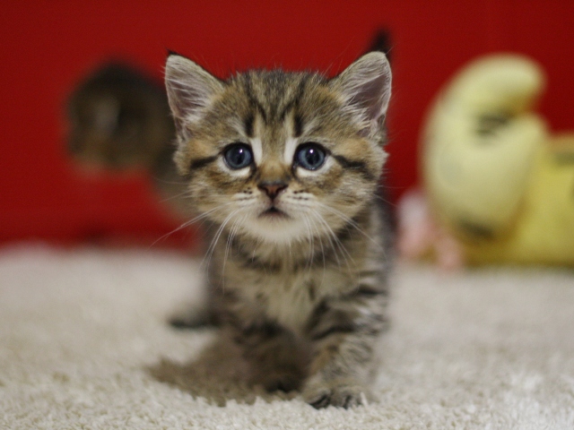 スコティッシュフォールドの子猫画像