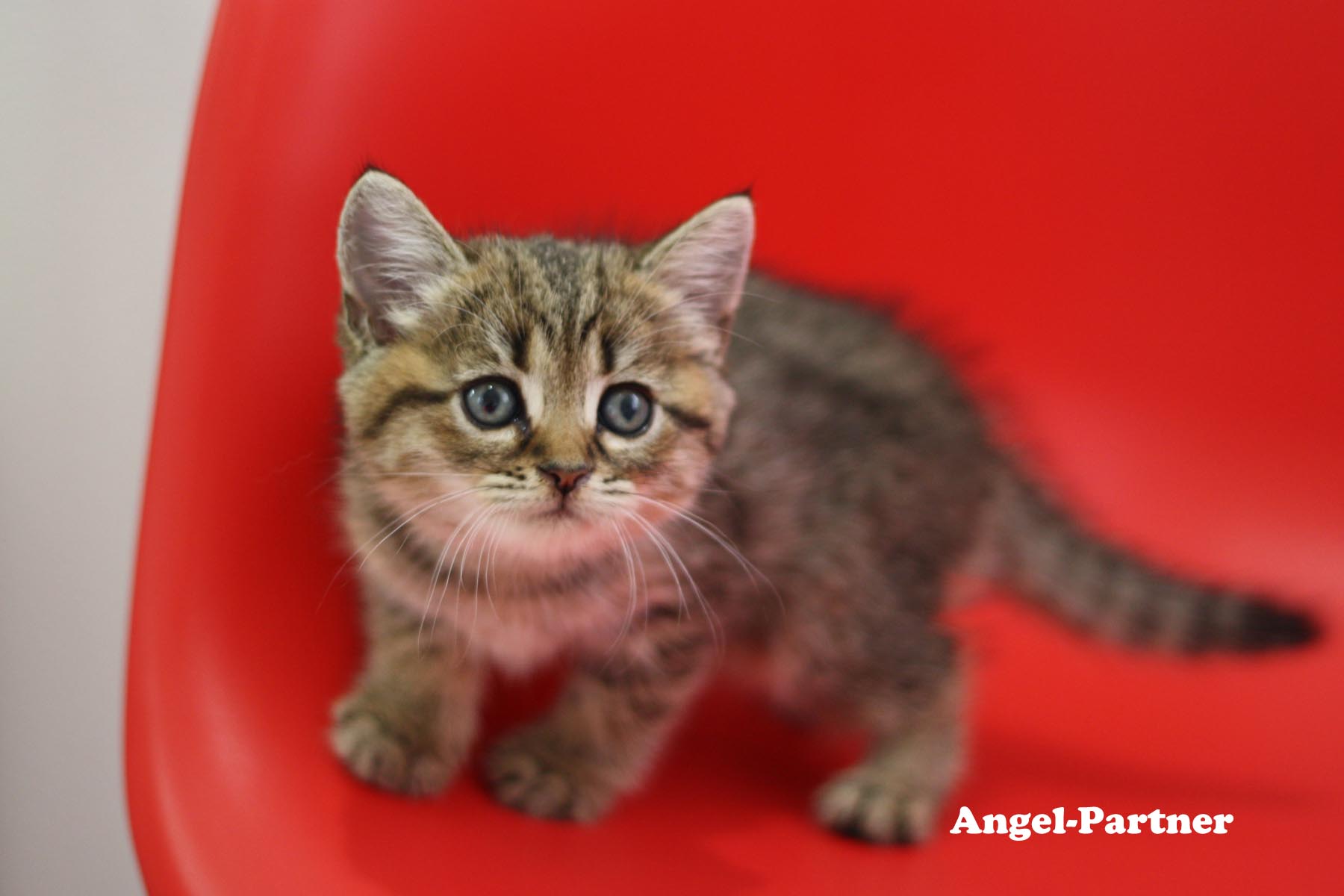 スコティッシュフォールドの子猫画像
