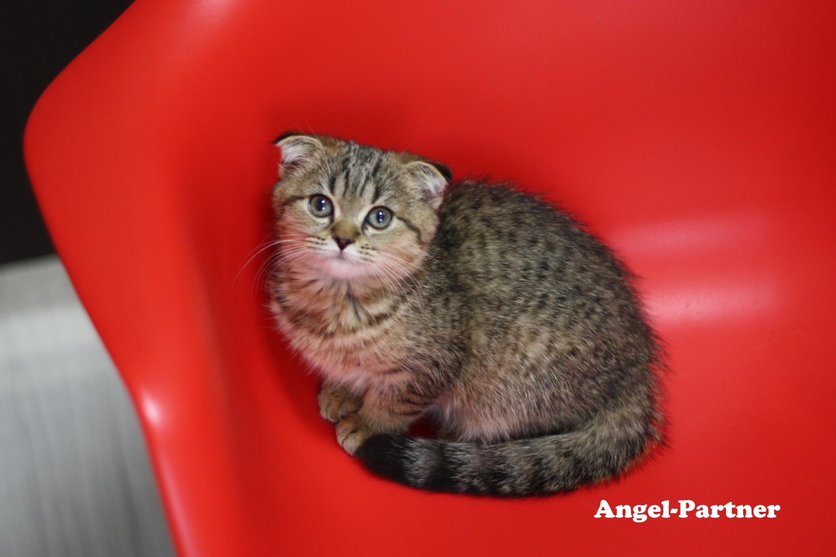 スコティッシュフォールドの子猫画像