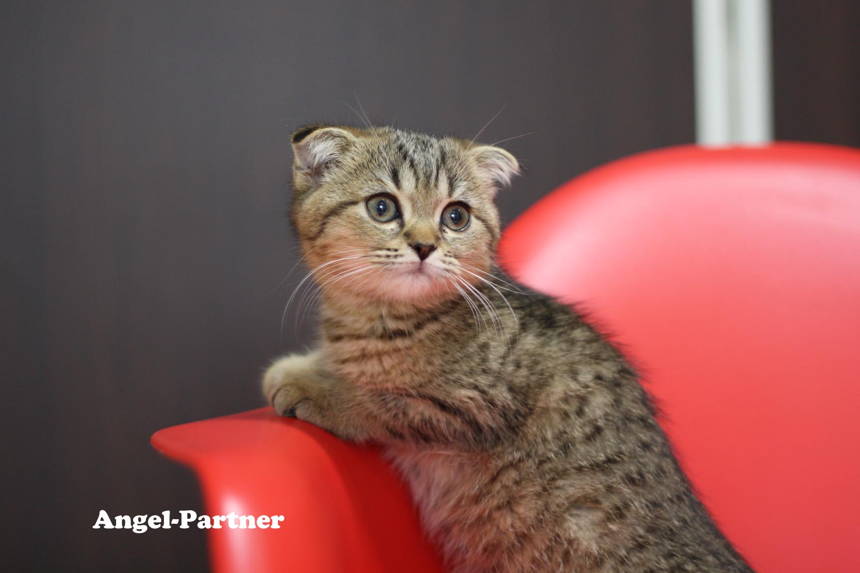 スコティッシュフォールドの子猫画像