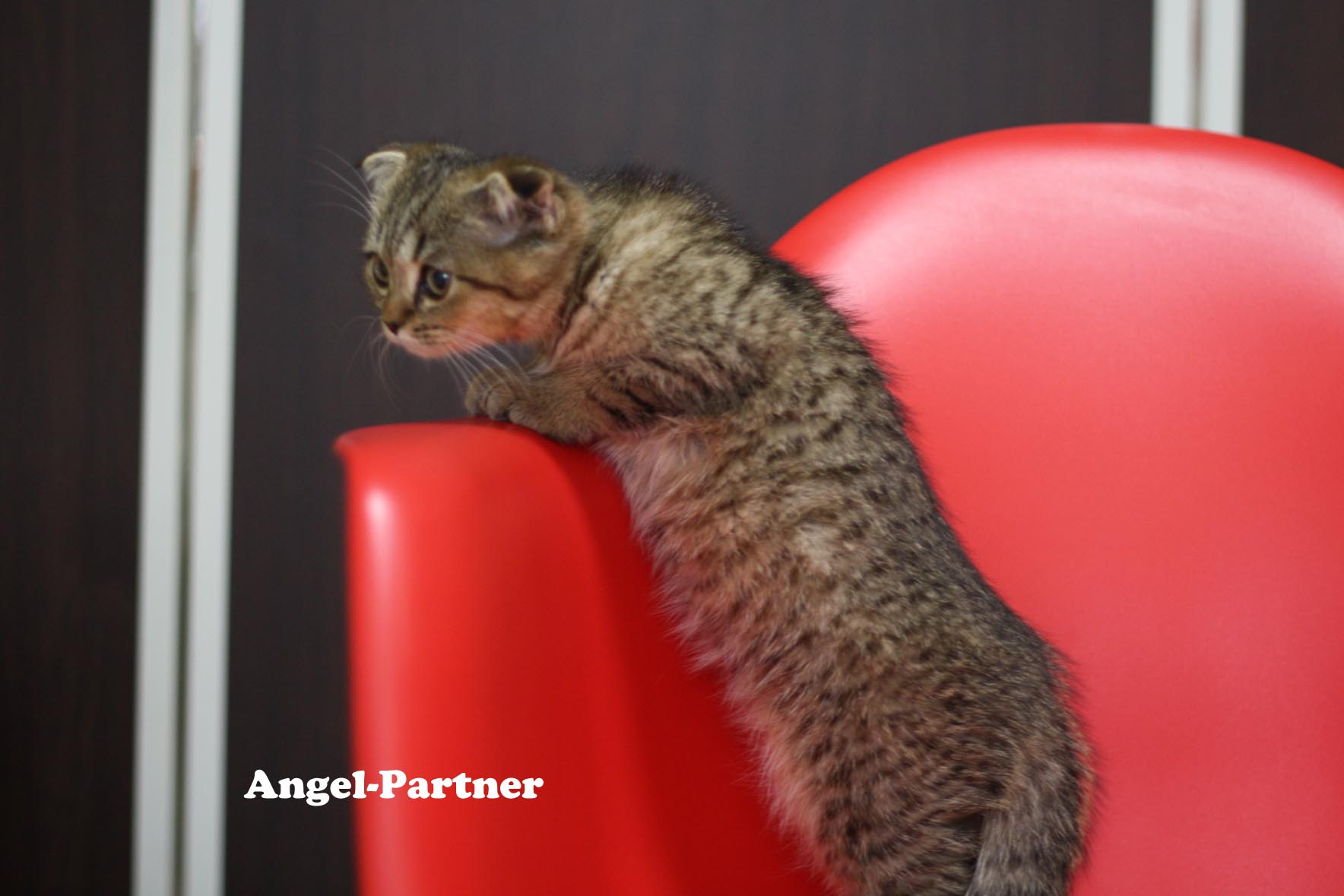 スコティッシュフォールドの子猫画像
