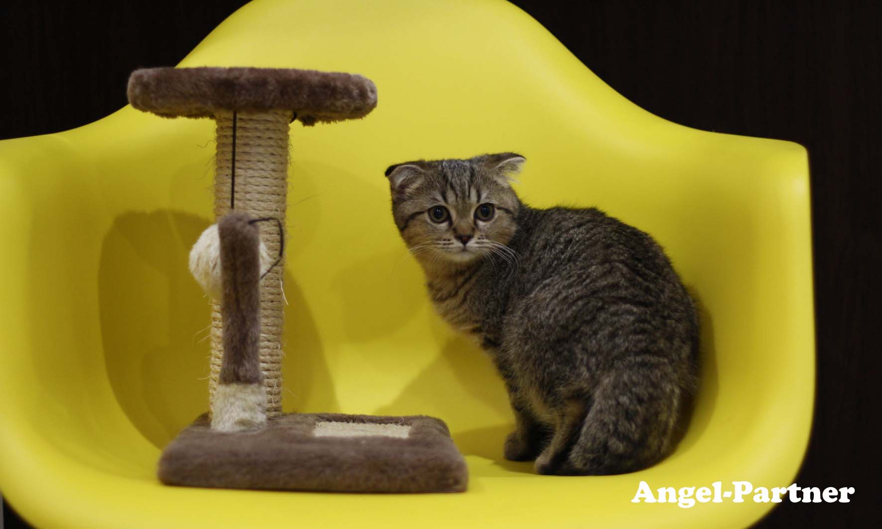 スコティッシュフォールドの子猫画像