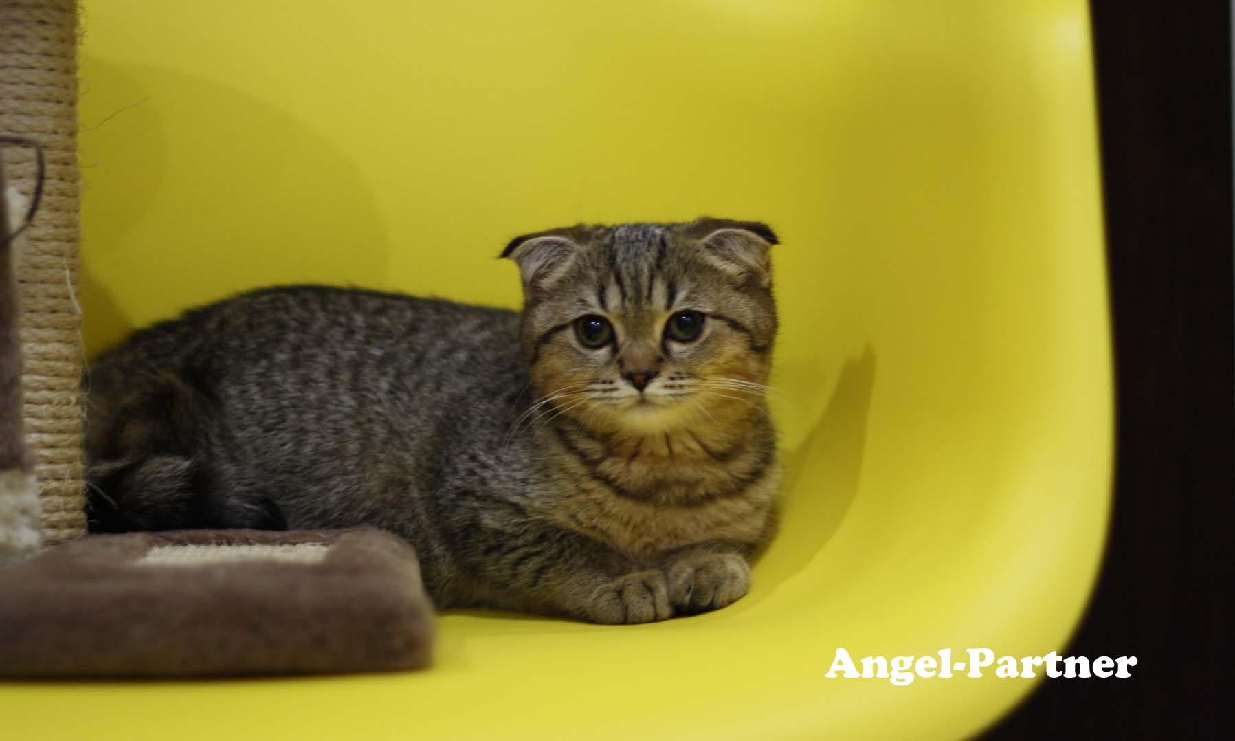 スコティッシュフォールドの子猫画像