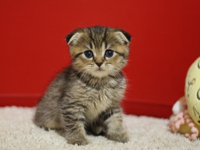 スコティッシュフォールドの子猫画像