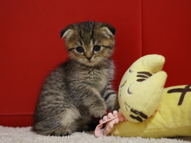スコティッシュフォールドの子猫画像