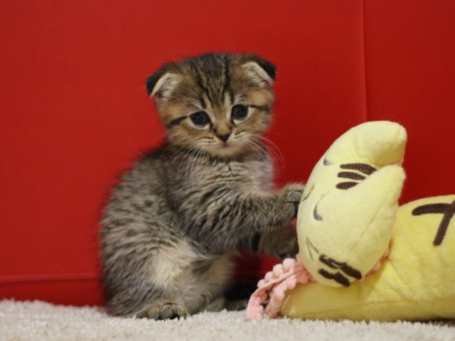 スコティッシュフォールドの子猫画像