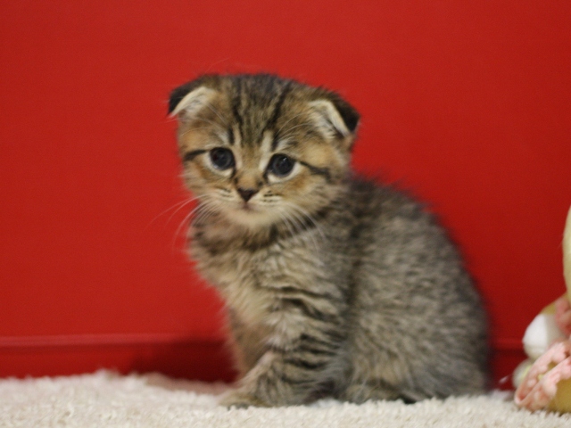 スコティッシュフォールドの子猫画像
