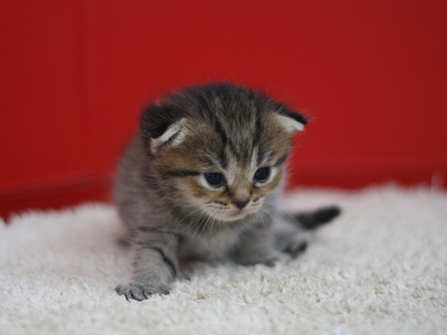 スコティッシュフォールドの子猫画像