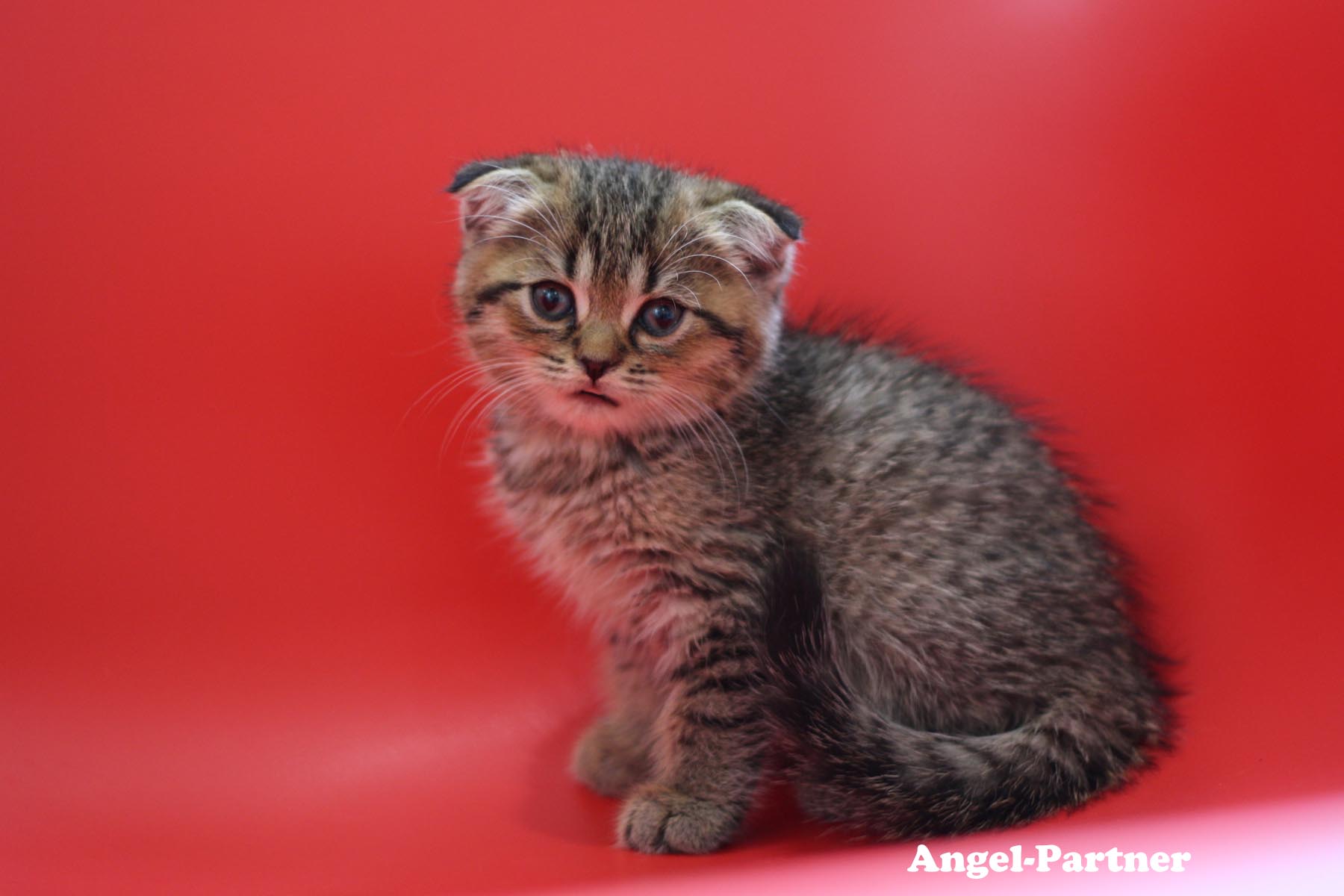 スコティッシュフォールドの子猫画像