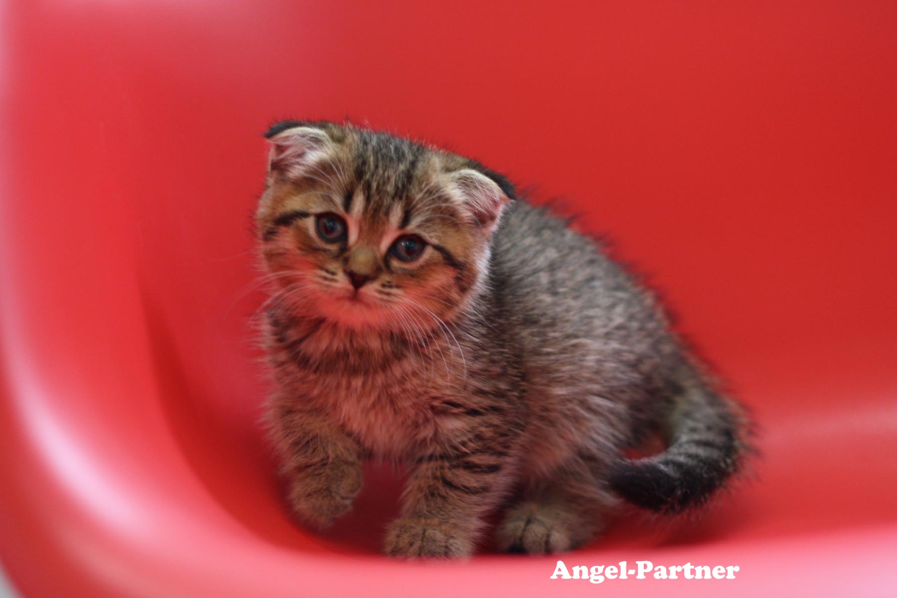スコティッシュフォールドの子猫画像