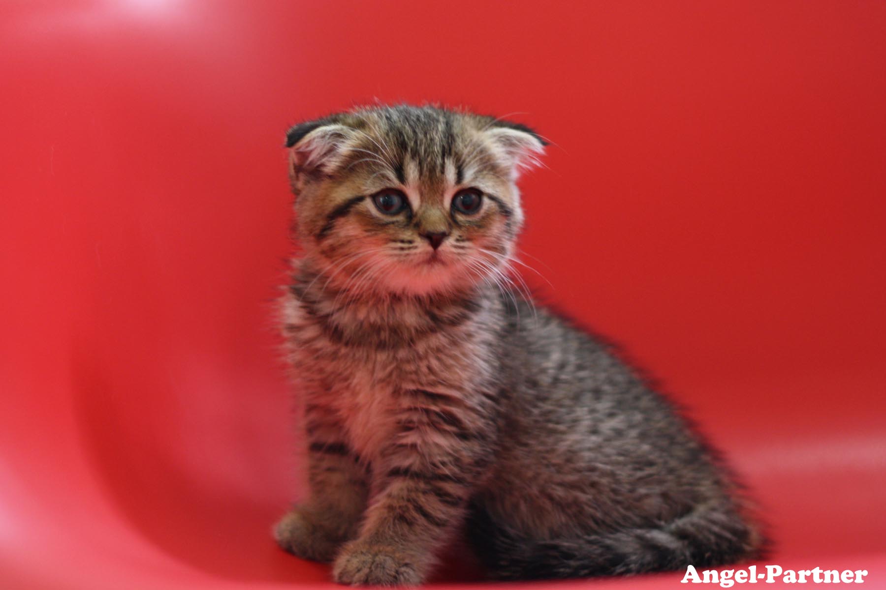 スコティッシュフォールドの子猫画像