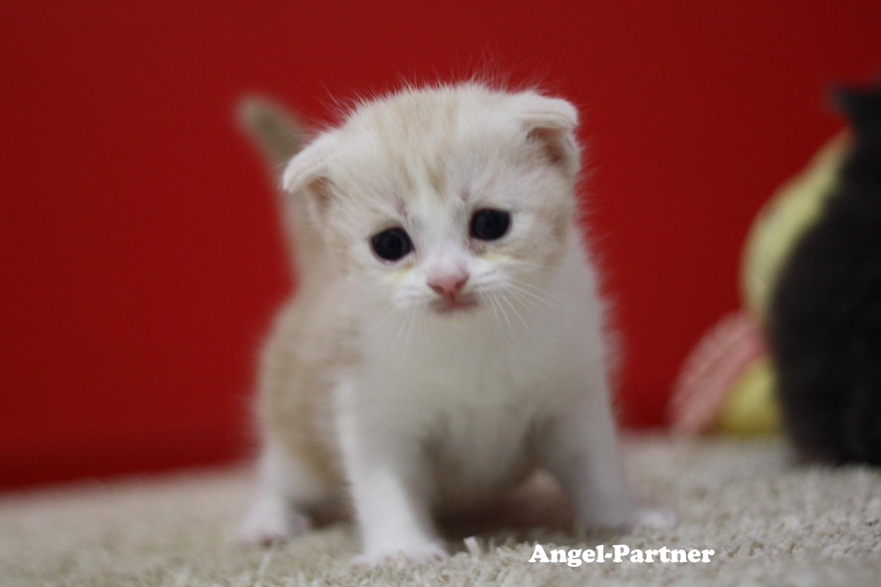 スコティッシュフォールドの子猫画像