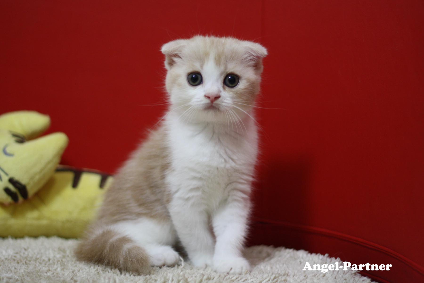 スコティッシュフォールドの子猫画像