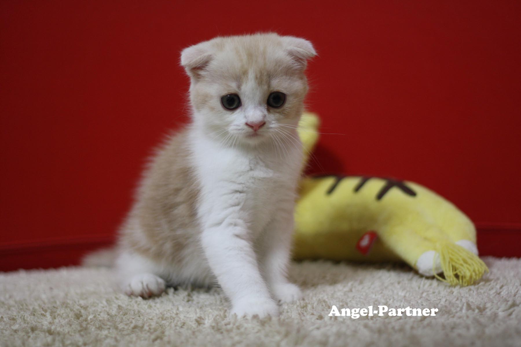 スコティッシュフォールドの子猫画像