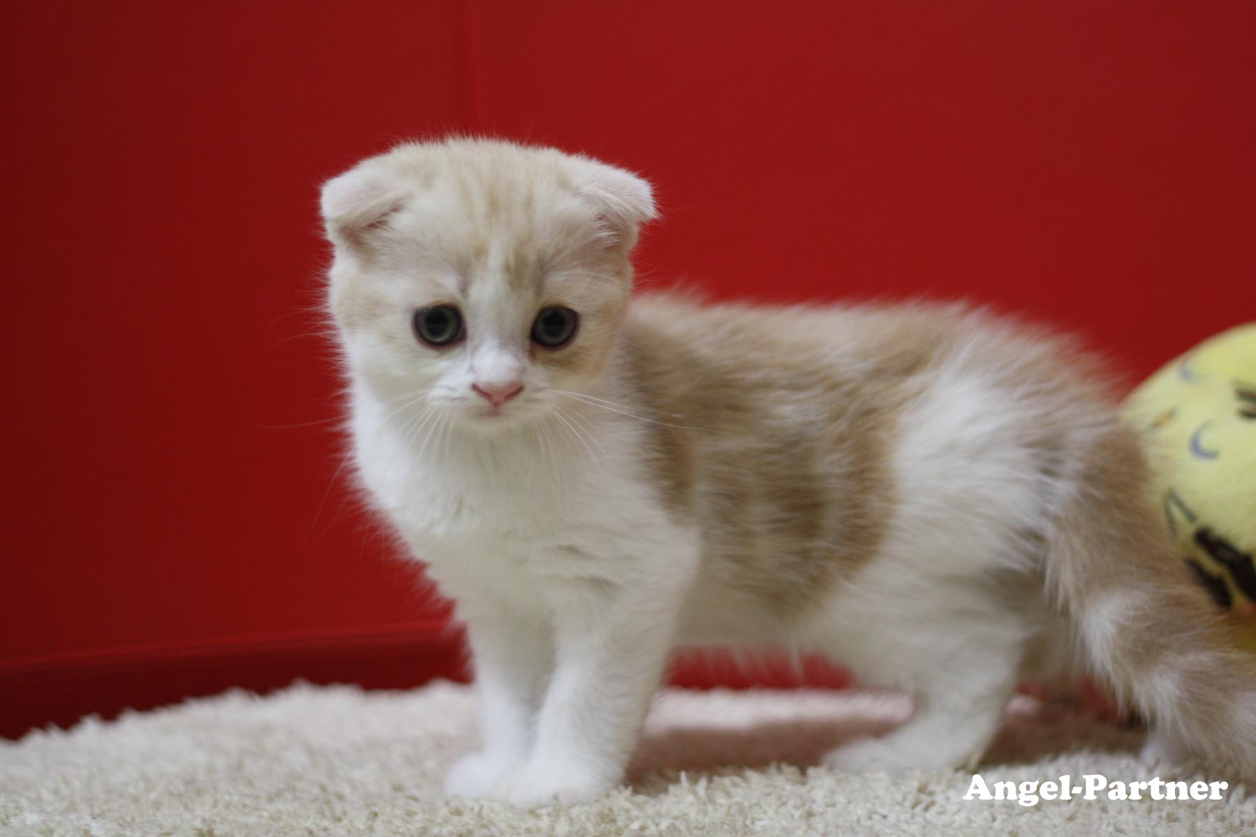 スコティッシュフォールドの子猫画像