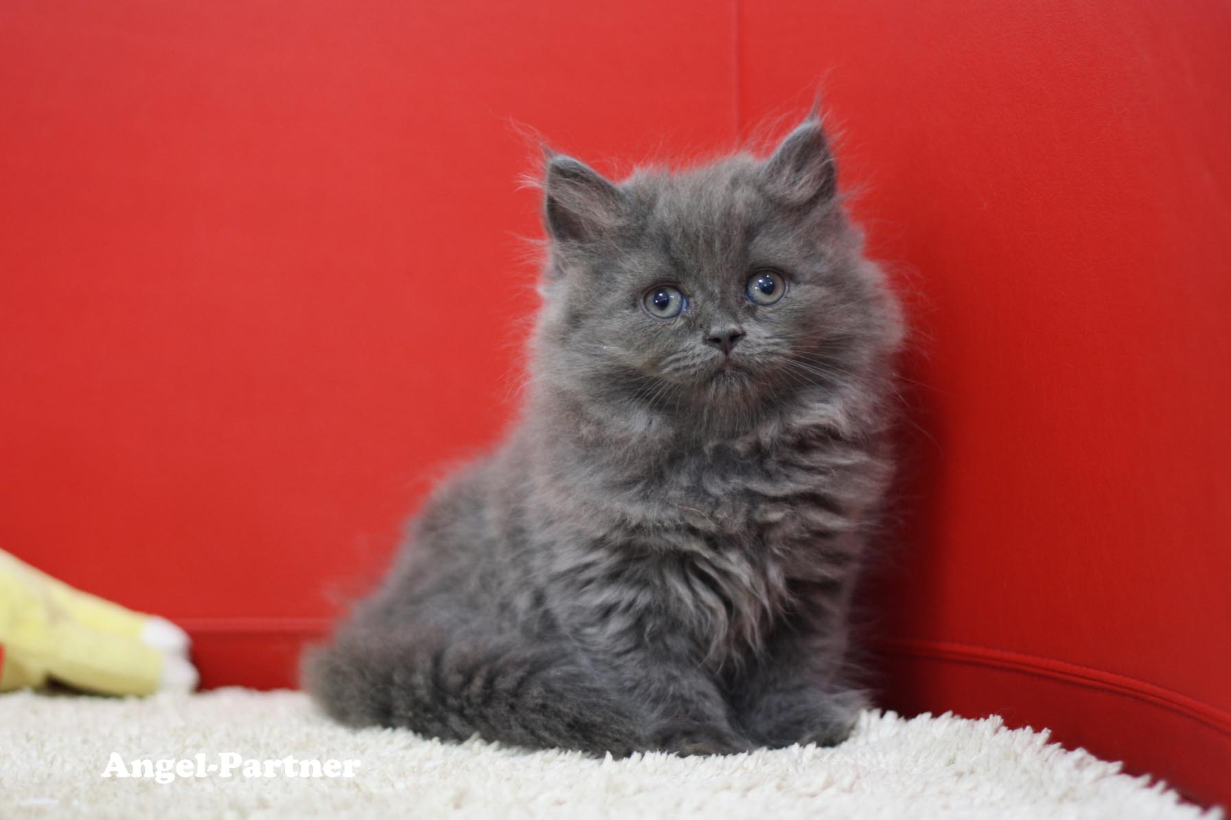 スコティッシュフォールドの子猫画像