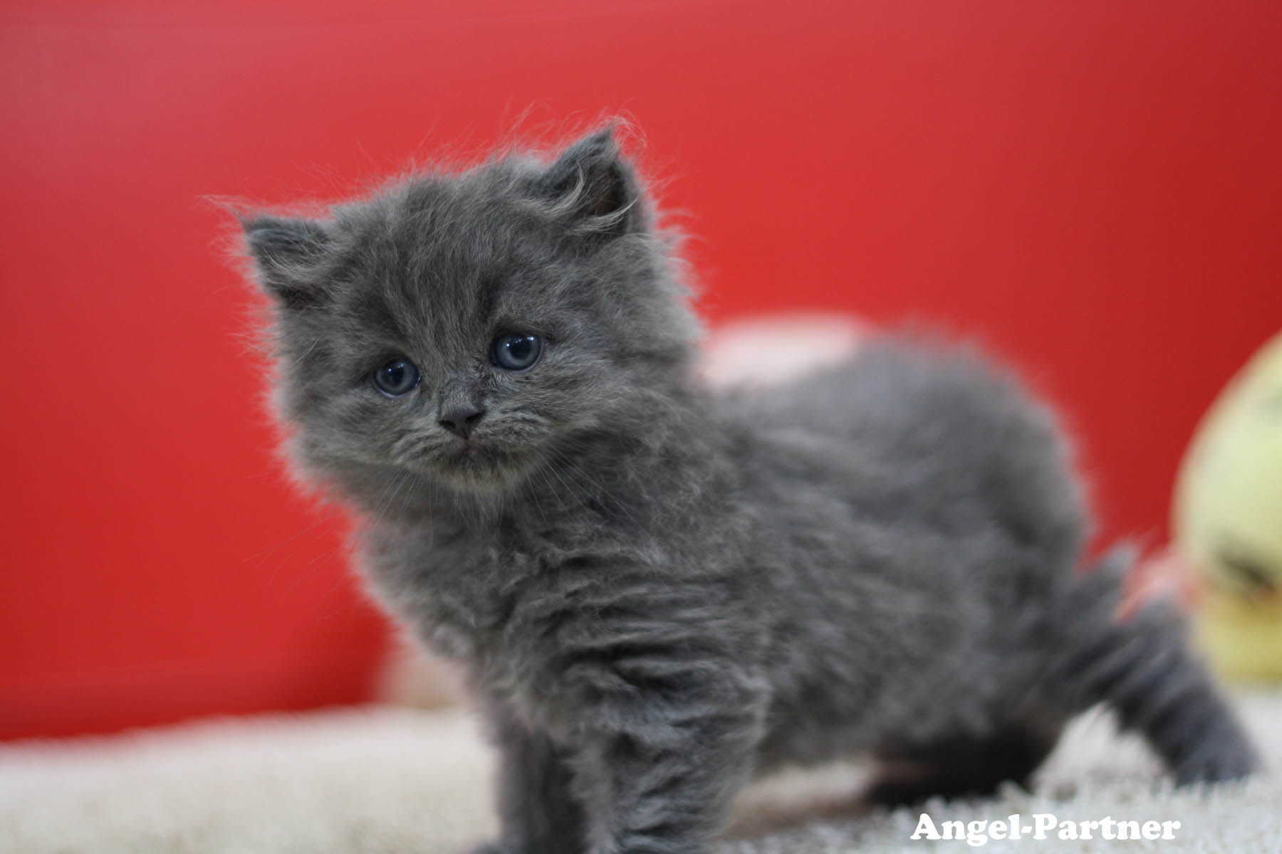 スコティッシュフォールドの子猫画像