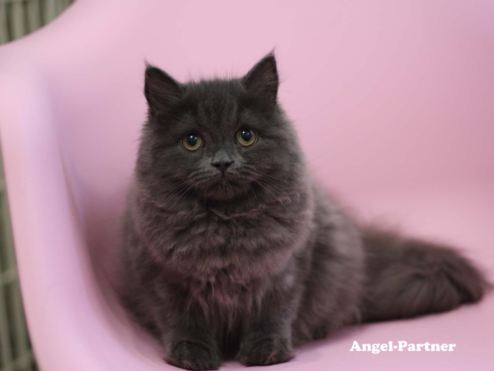 スコティッシュフォールドの子猫画像