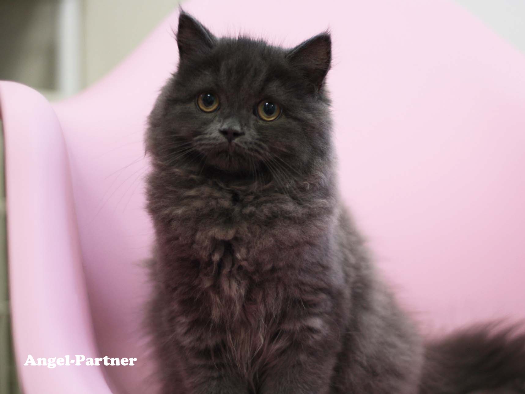 スコティッシュフォールドの子猫画像