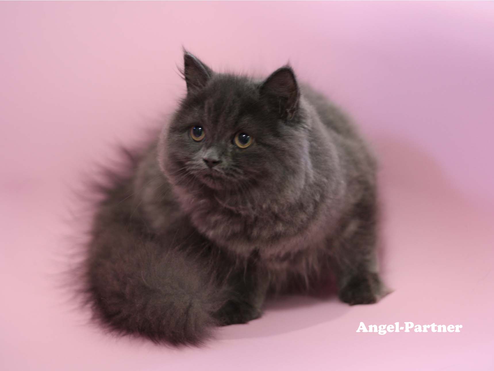 スコティッシュフォールドの子猫画像