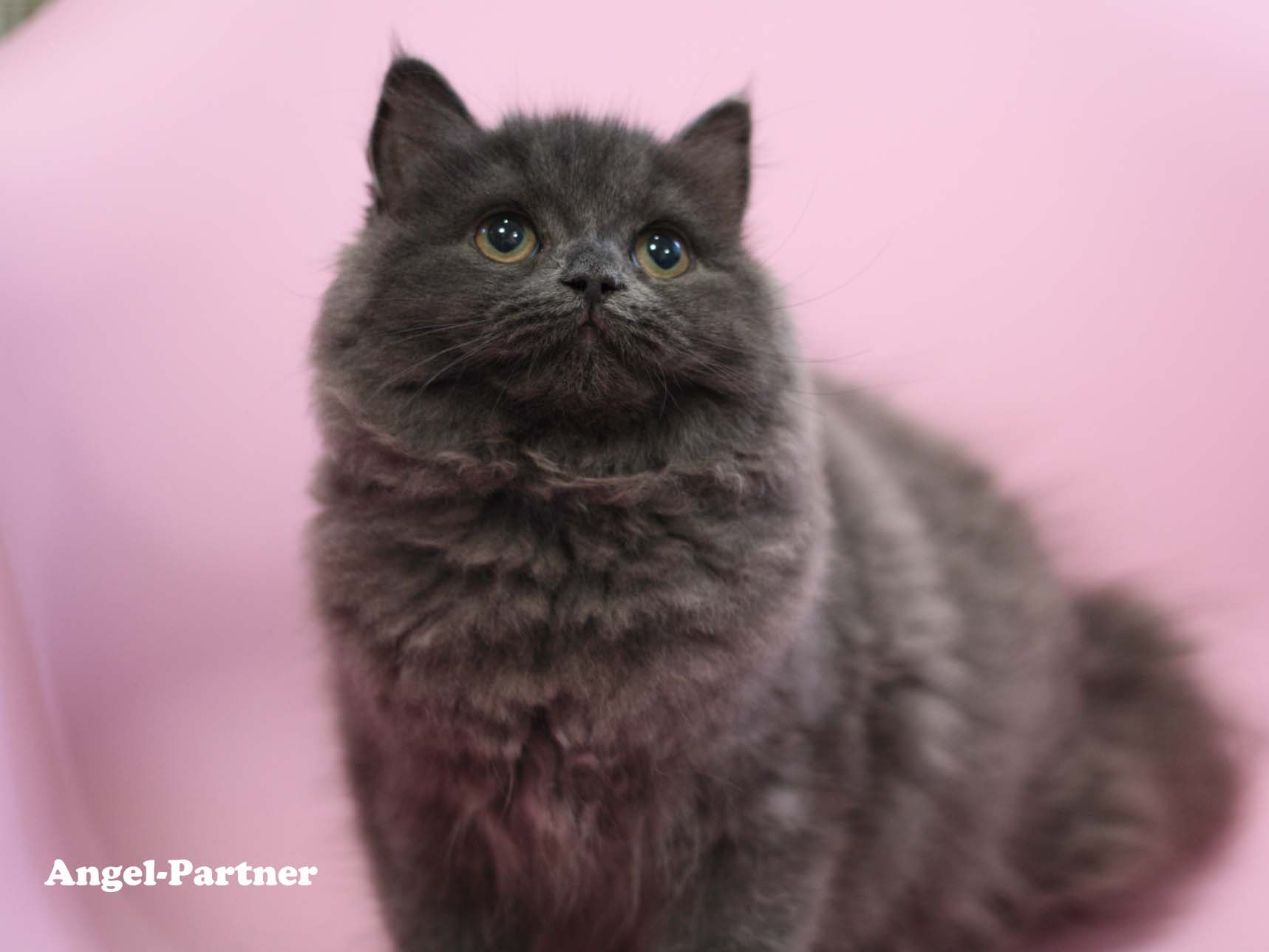 スコティッシュフォールドの子猫画像