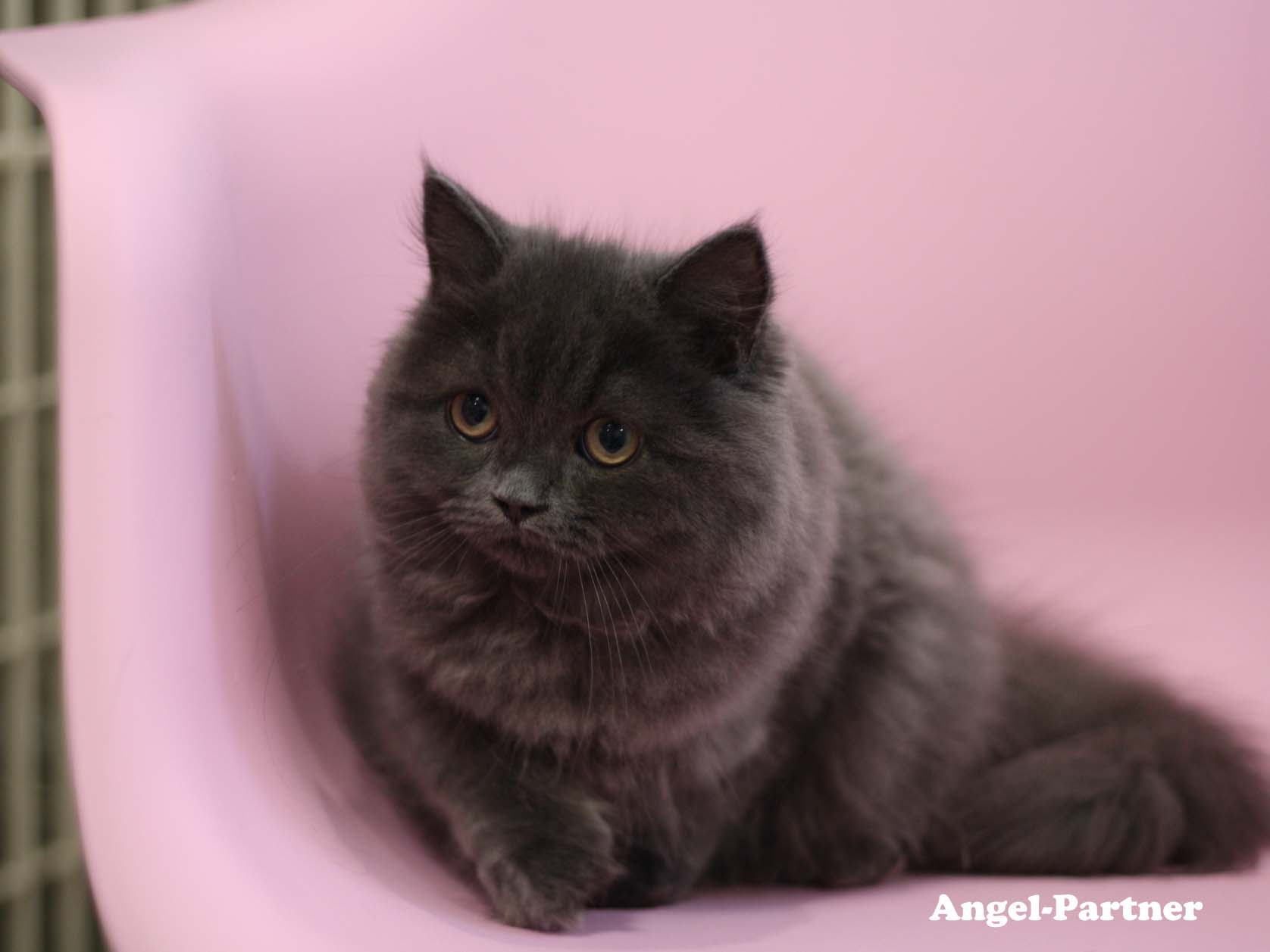 スコティッシュフォールドの子猫画像