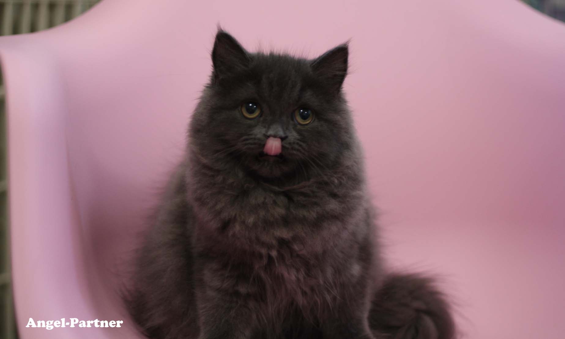 スコティッシュフォールドの子猫画像