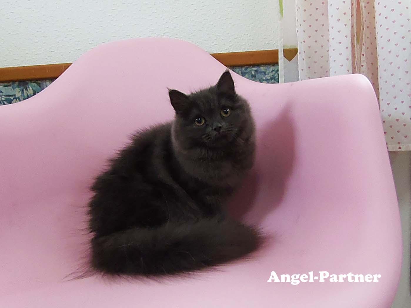 スコティッシュフォールドの子猫画像