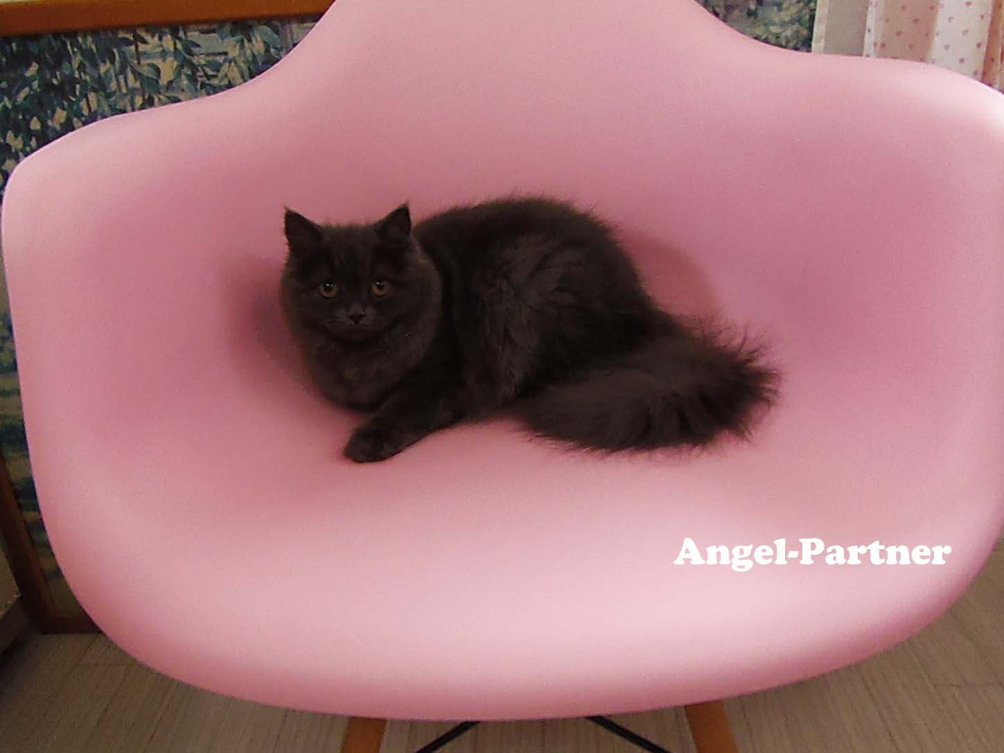 スコティッシュフォールドの子猫画像