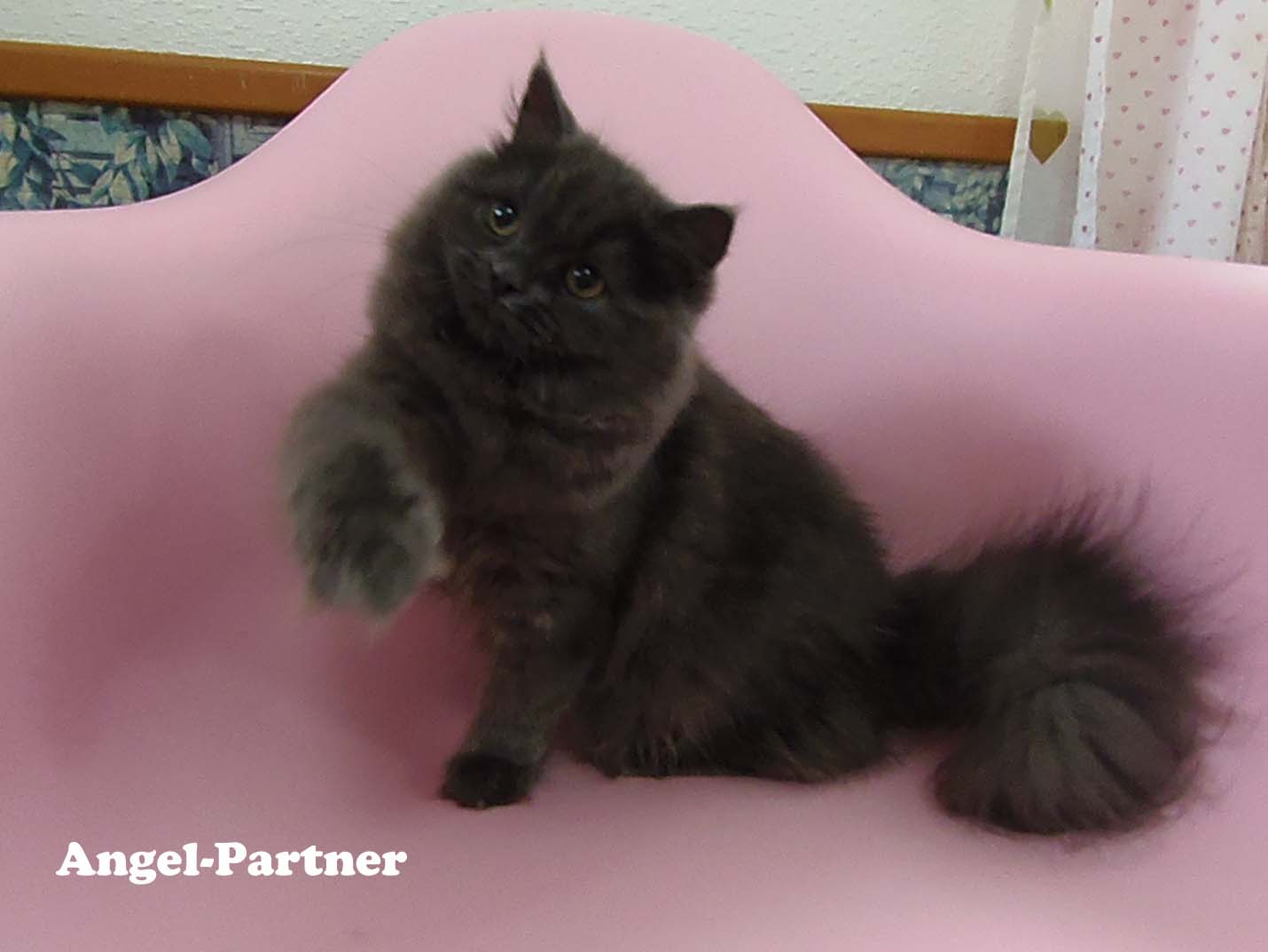 スコティッシュフォールドの子猫画像