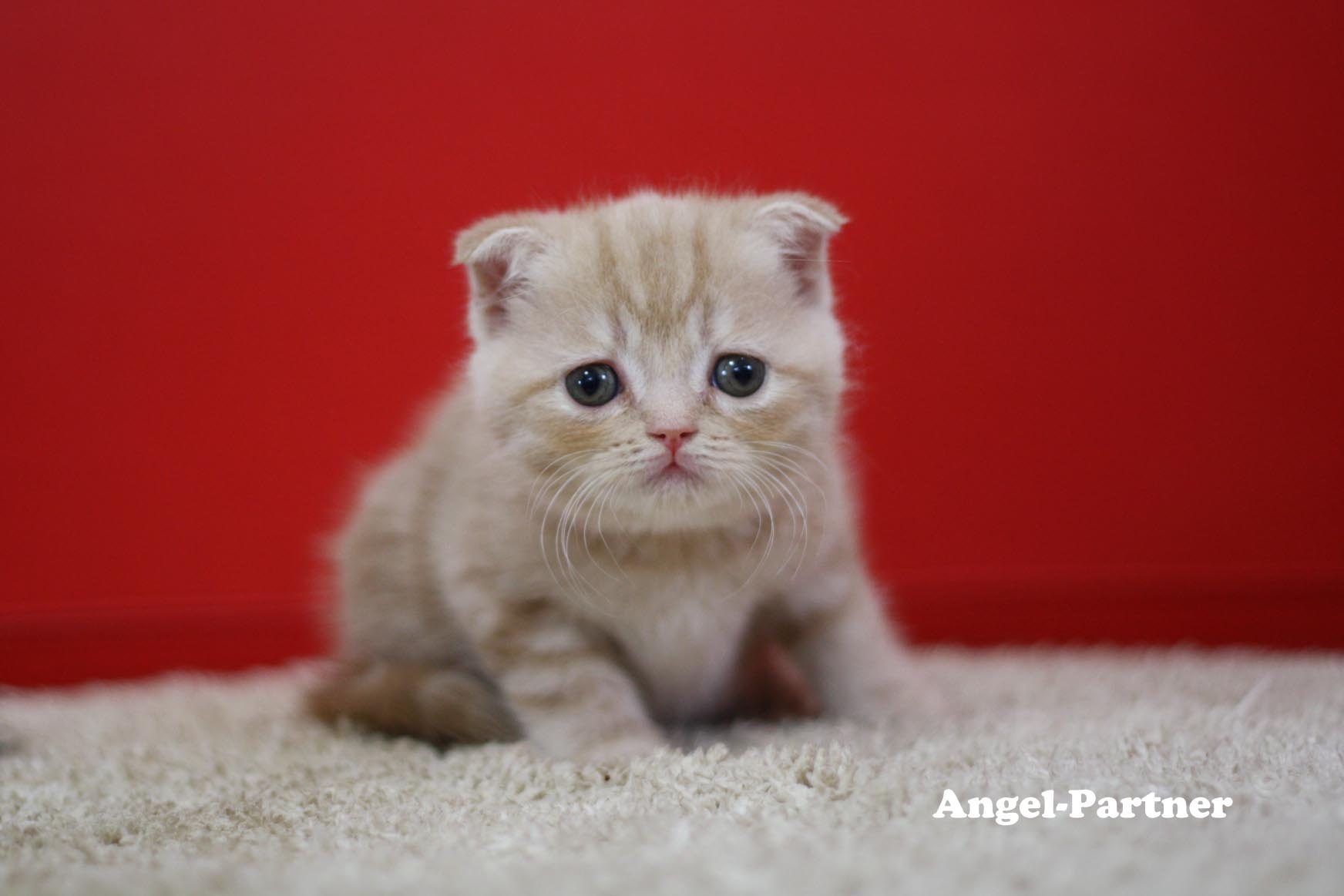 スコティッシュフォールドの子猫画像