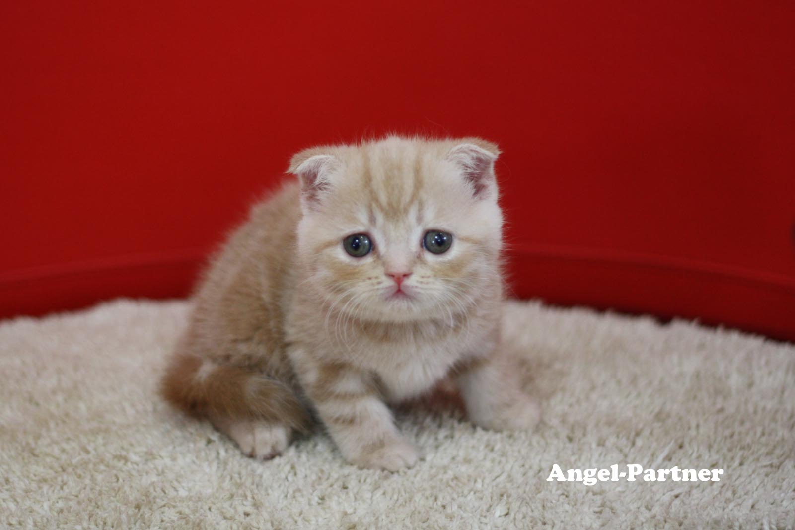 スコティッシュフォールドの子猫画像