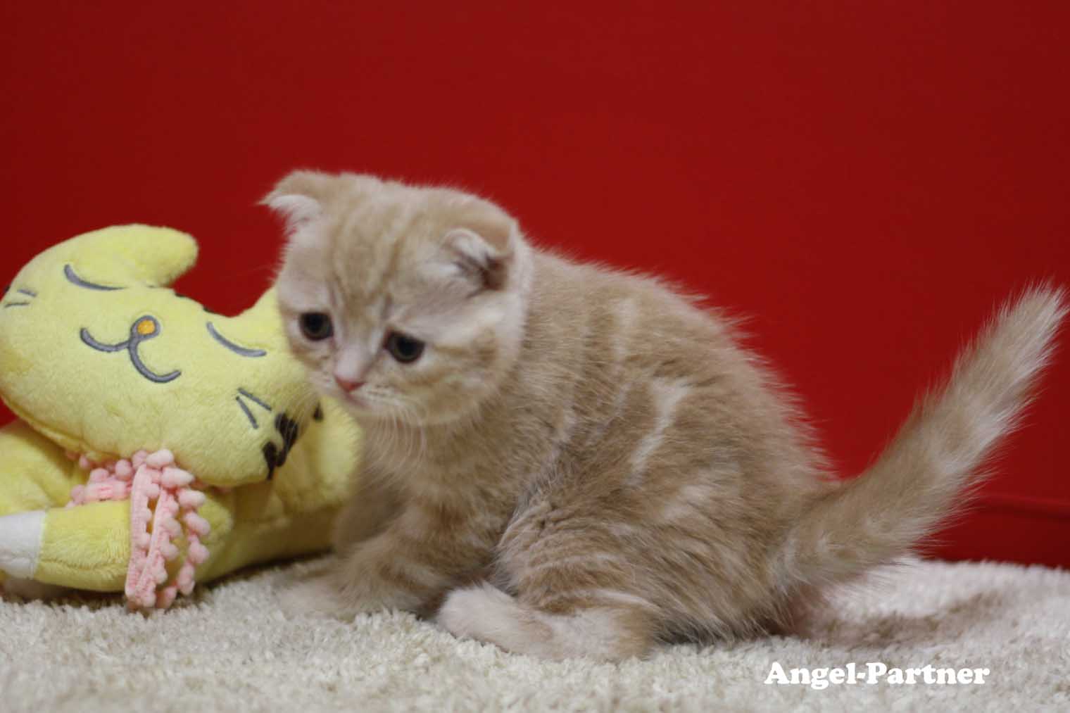 スコティッシュフォールドの子猫画像