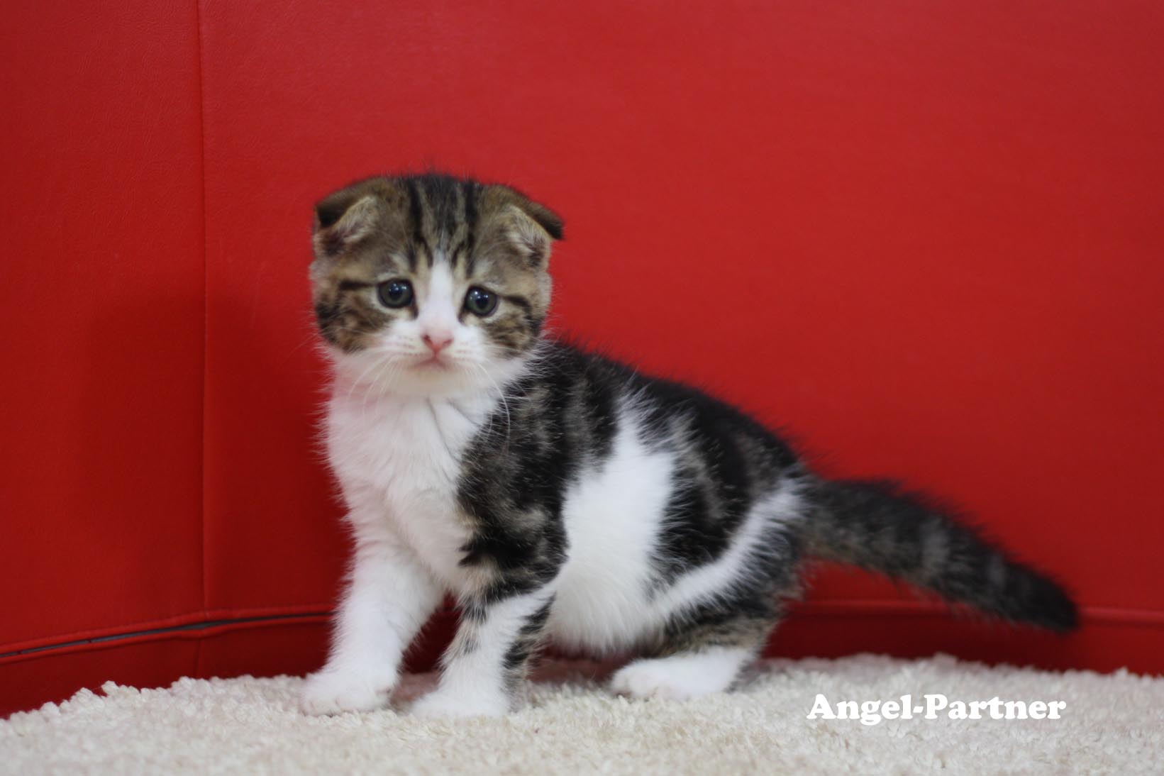 スコティッシュフォールドの子猫画像