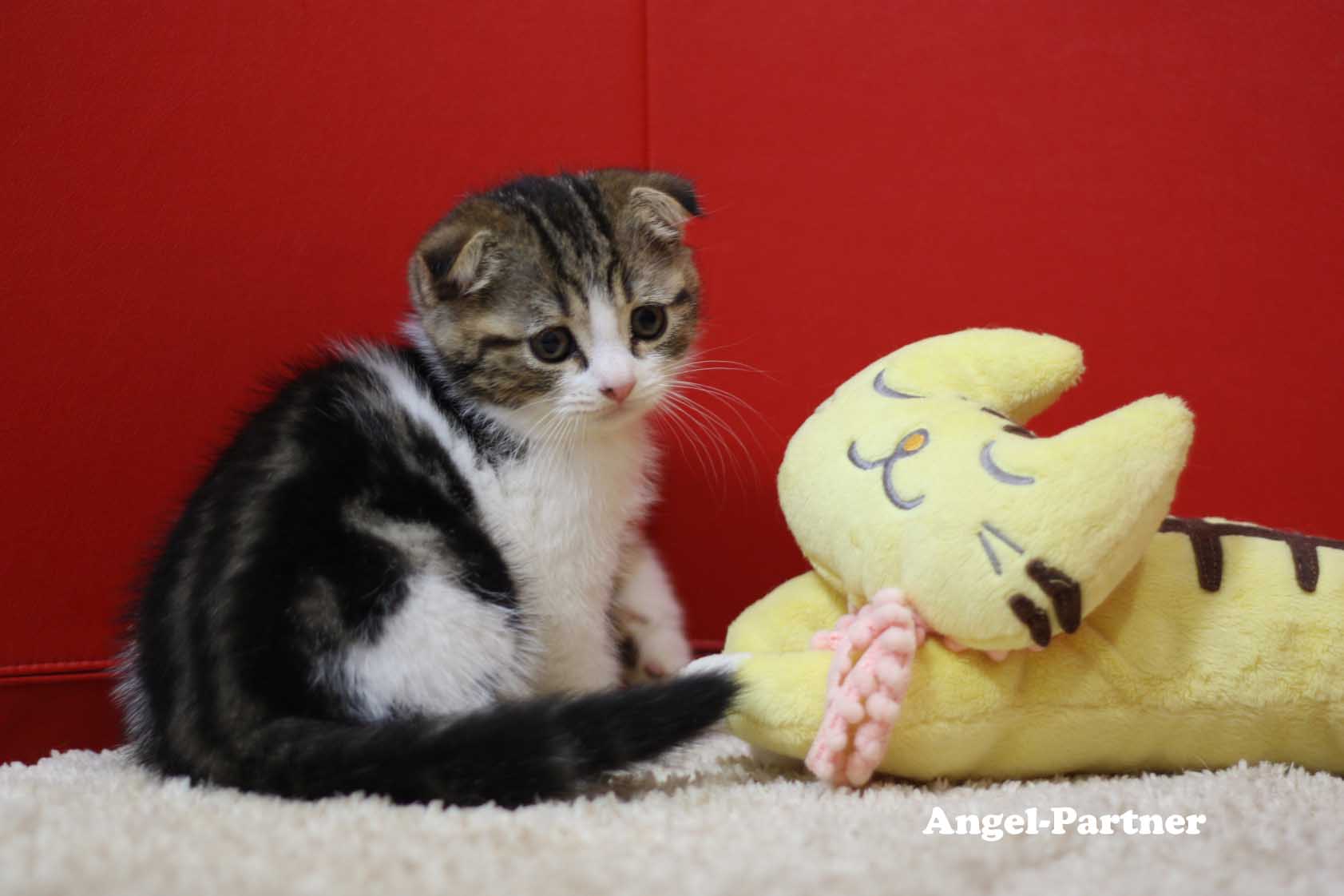 スコティッシュフォールドの子猫画像