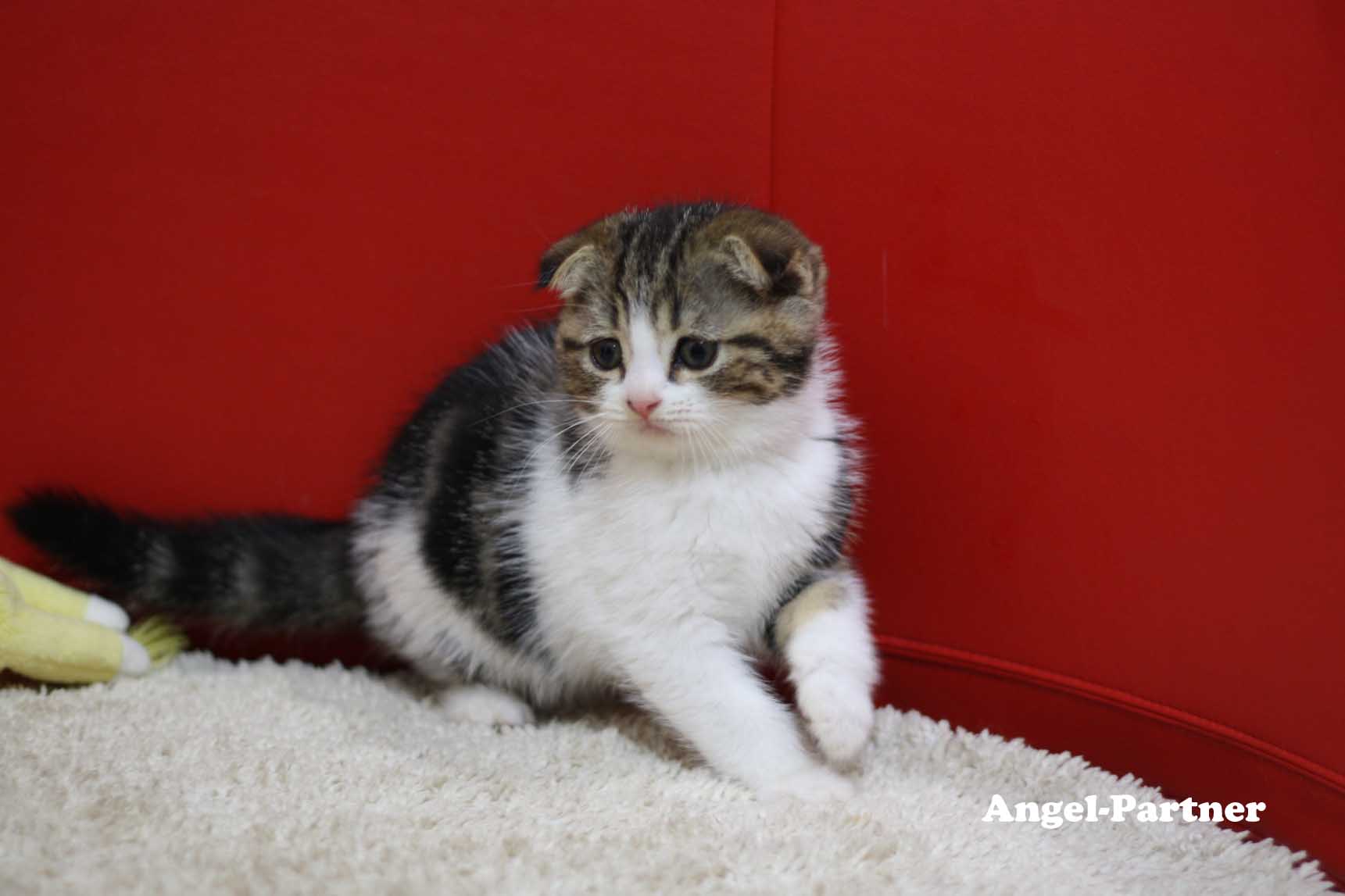 スコティッシュフォールドの子猫画像