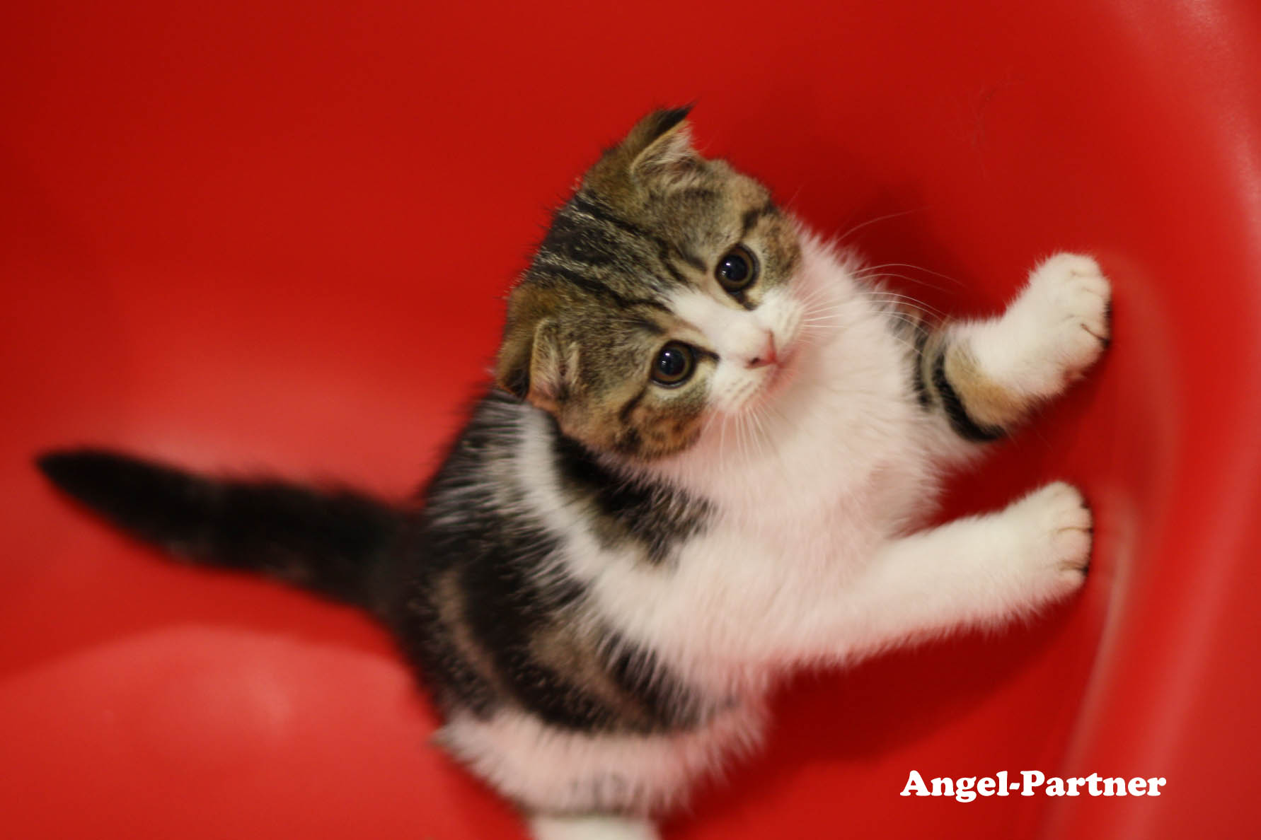 スコティッシュフォールドの子猫画像
