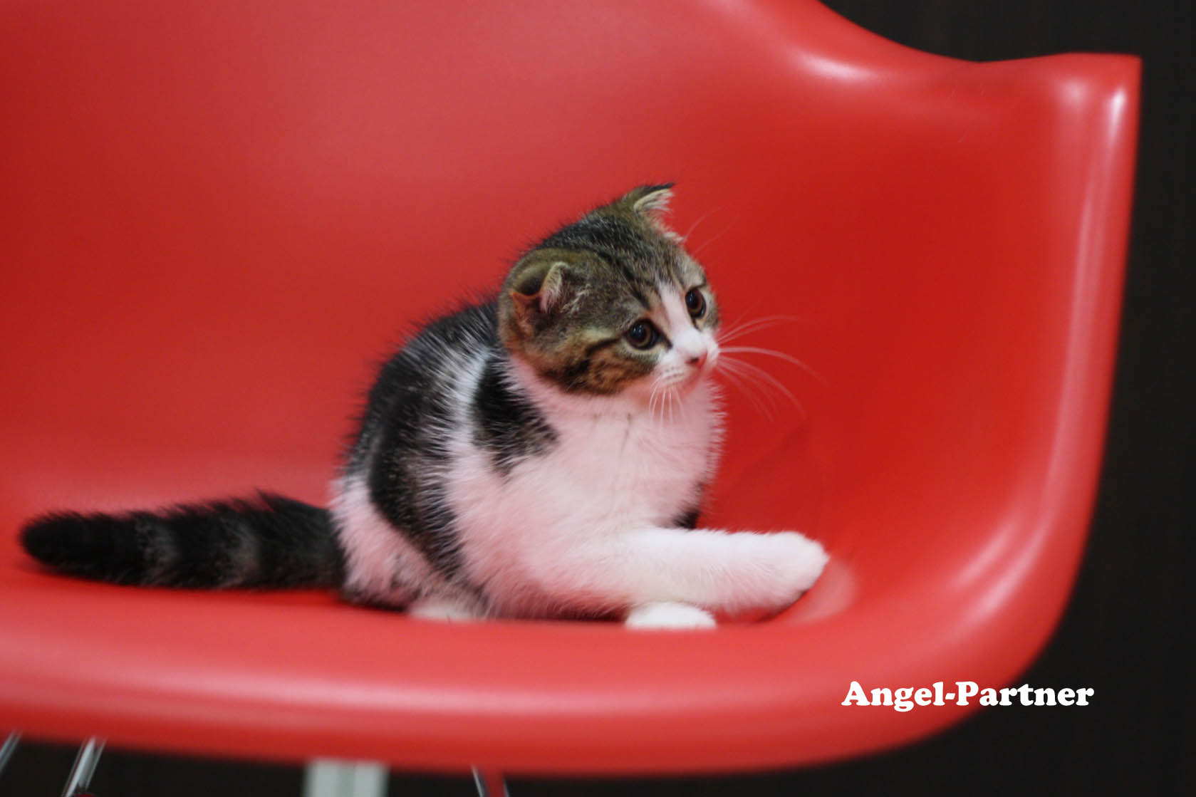 スコティッシュフォールドの子猫画像