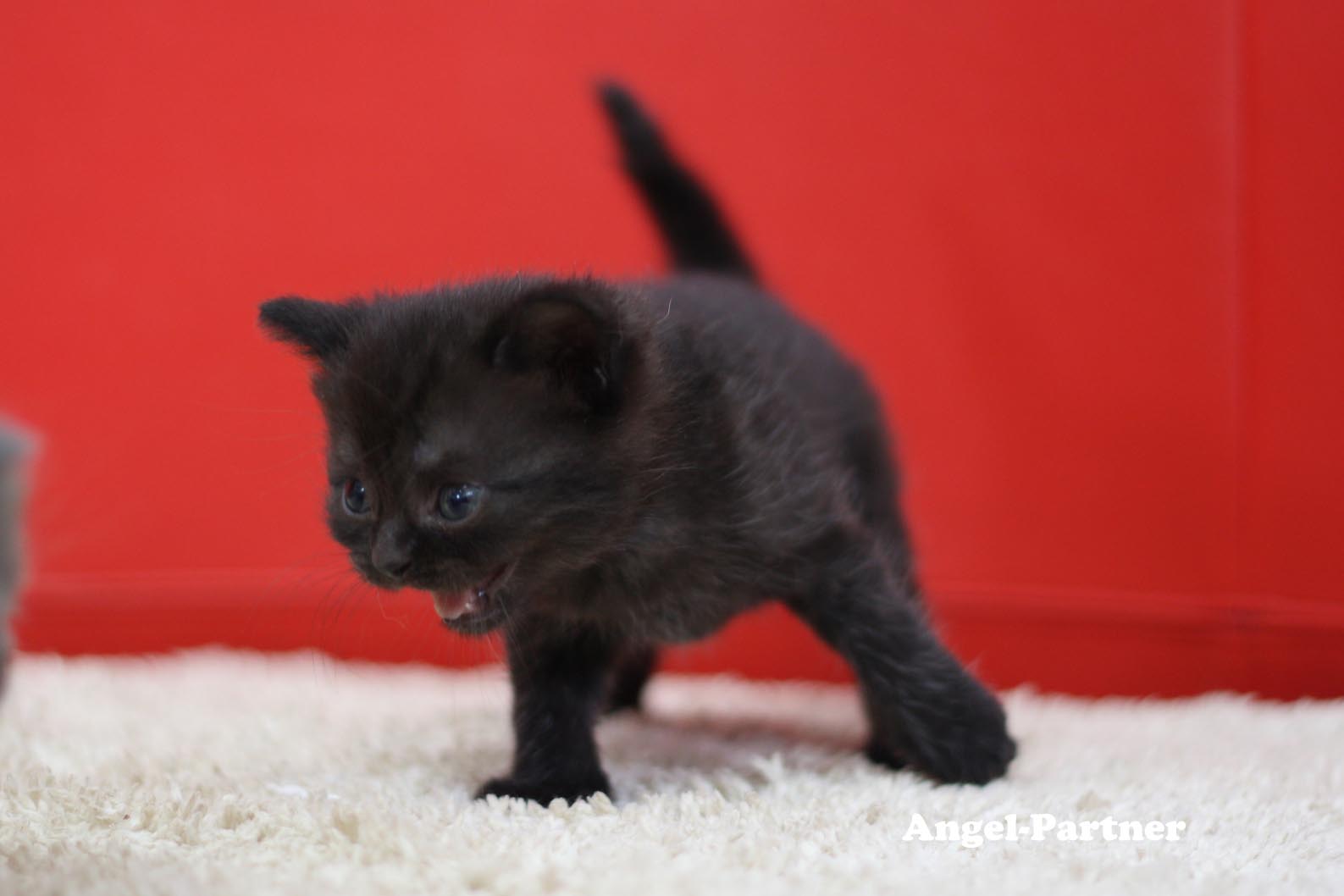 スコティッシュフォールドの子猫画像