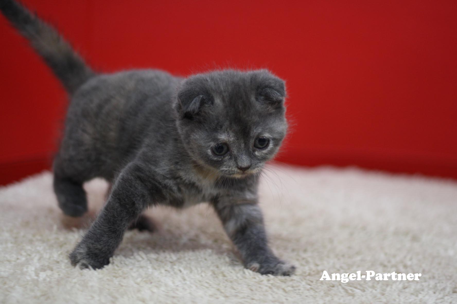 スコティッシュフォールドの子猫画像