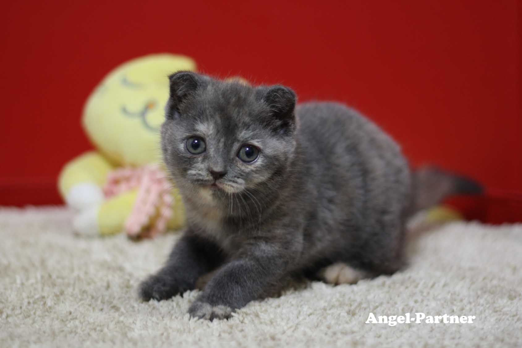 スコティッシュフォールドの子猫画像