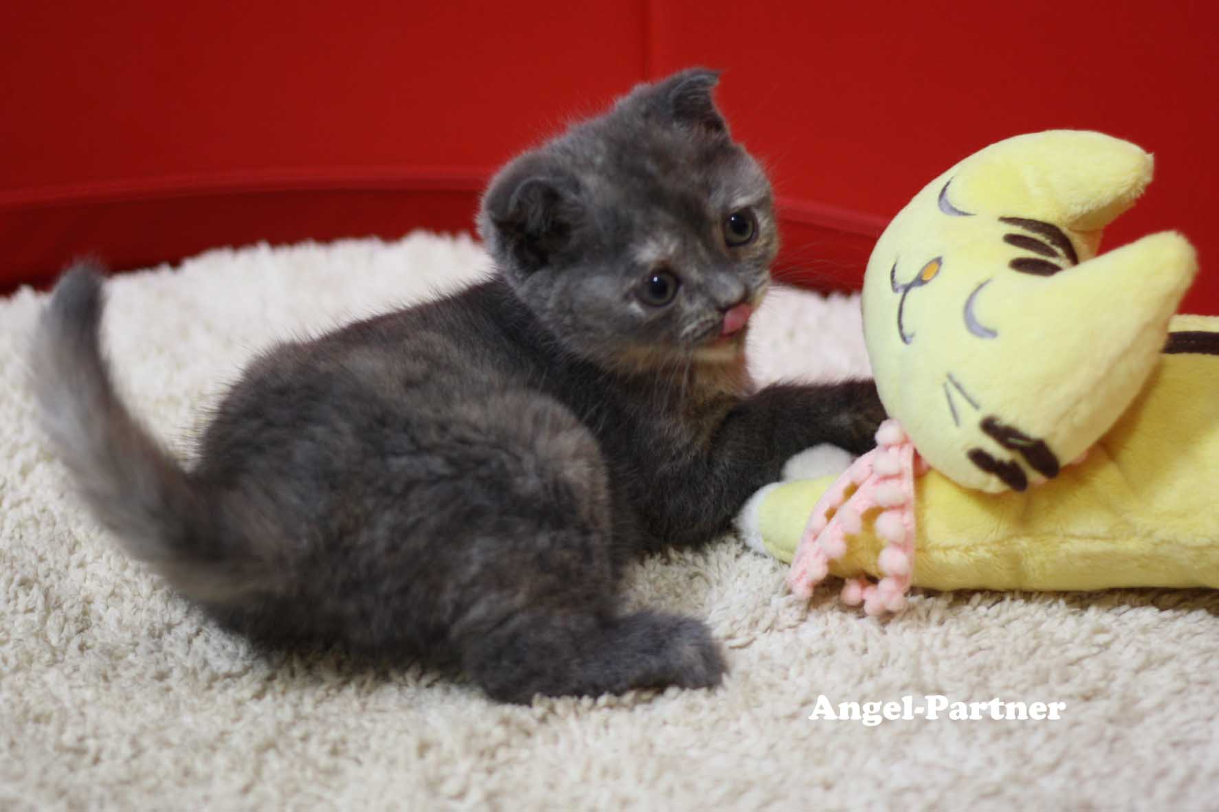 スコティッシュフォールドの子猫画像