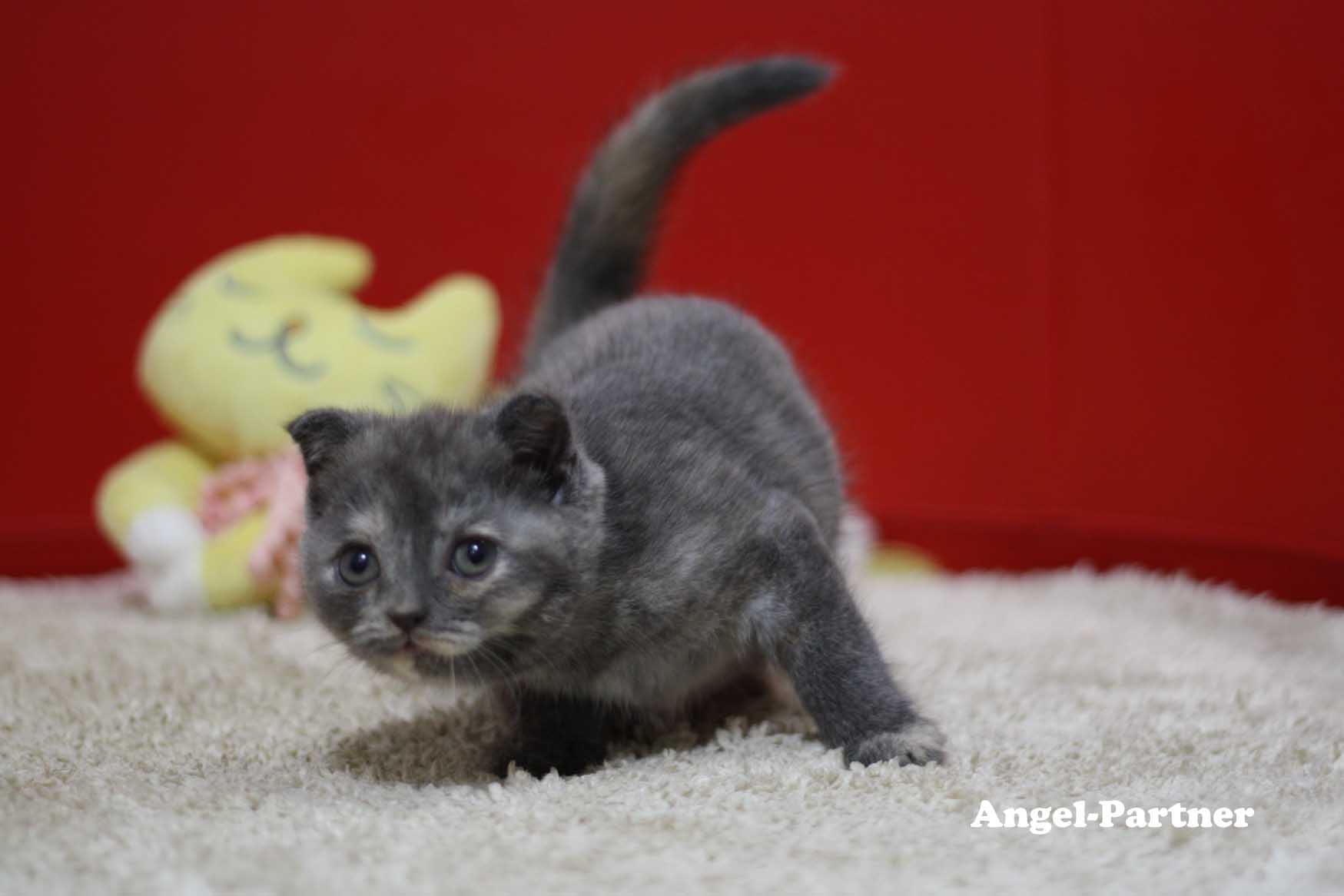 スコティッシュフォールドの子猫画像